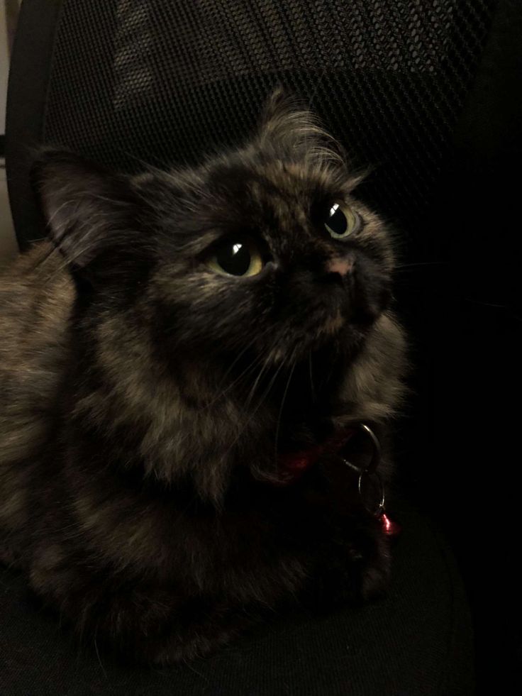 Mel