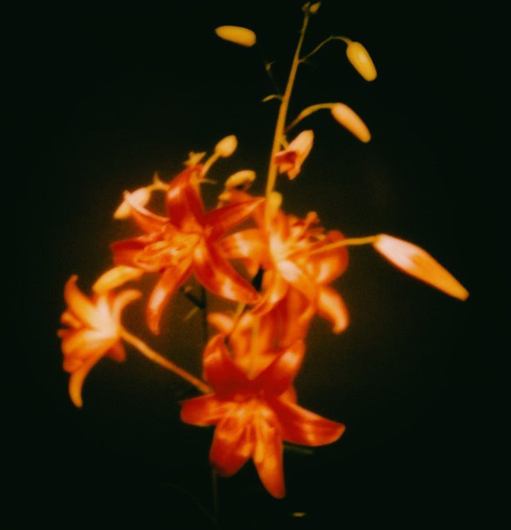 Hesperis