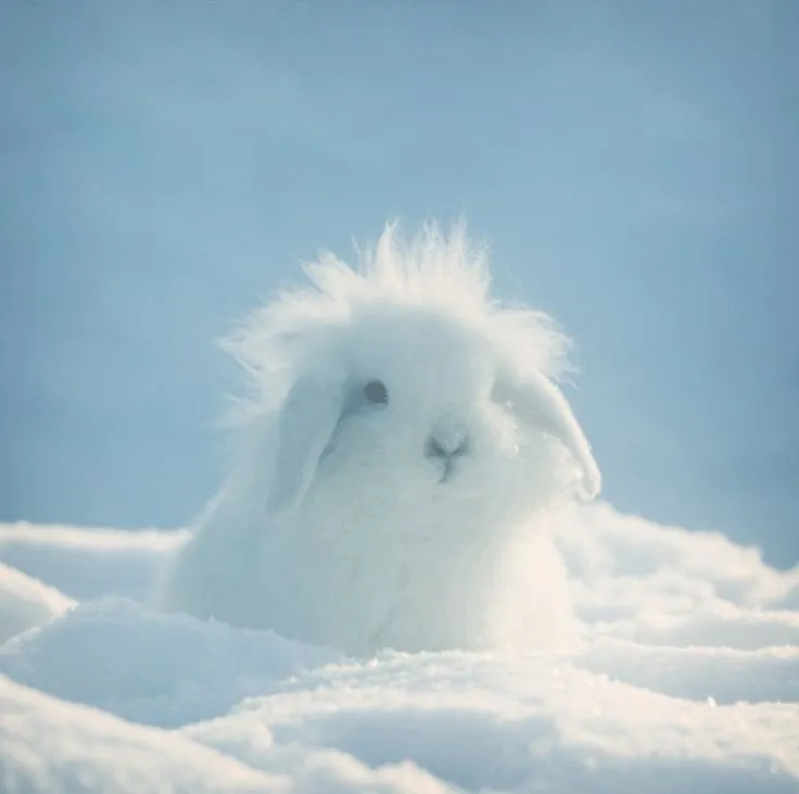 Snow Bunny